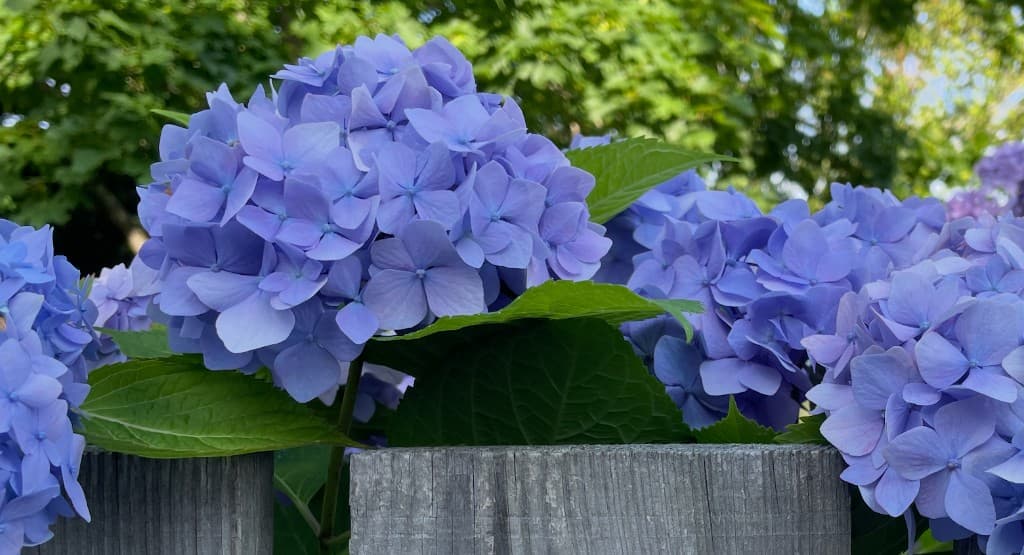 Blue hydrangeas in a Nantucket garden