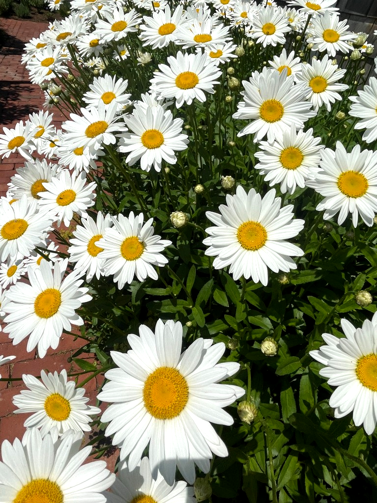 Garden Care service