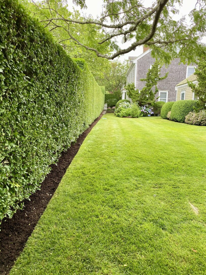 Lawn & Privet Care service